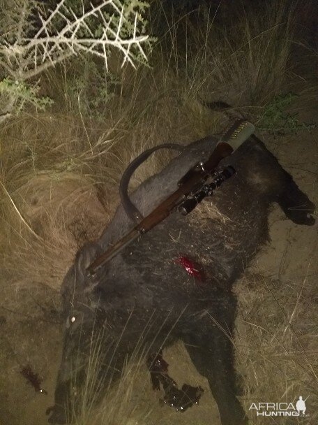 Argentina Hunt Boar