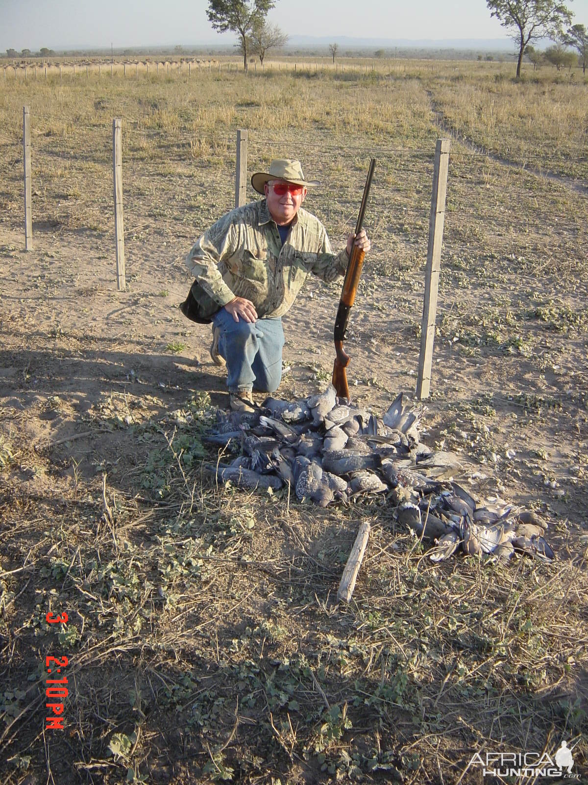 Argentina Hunt Pigeon