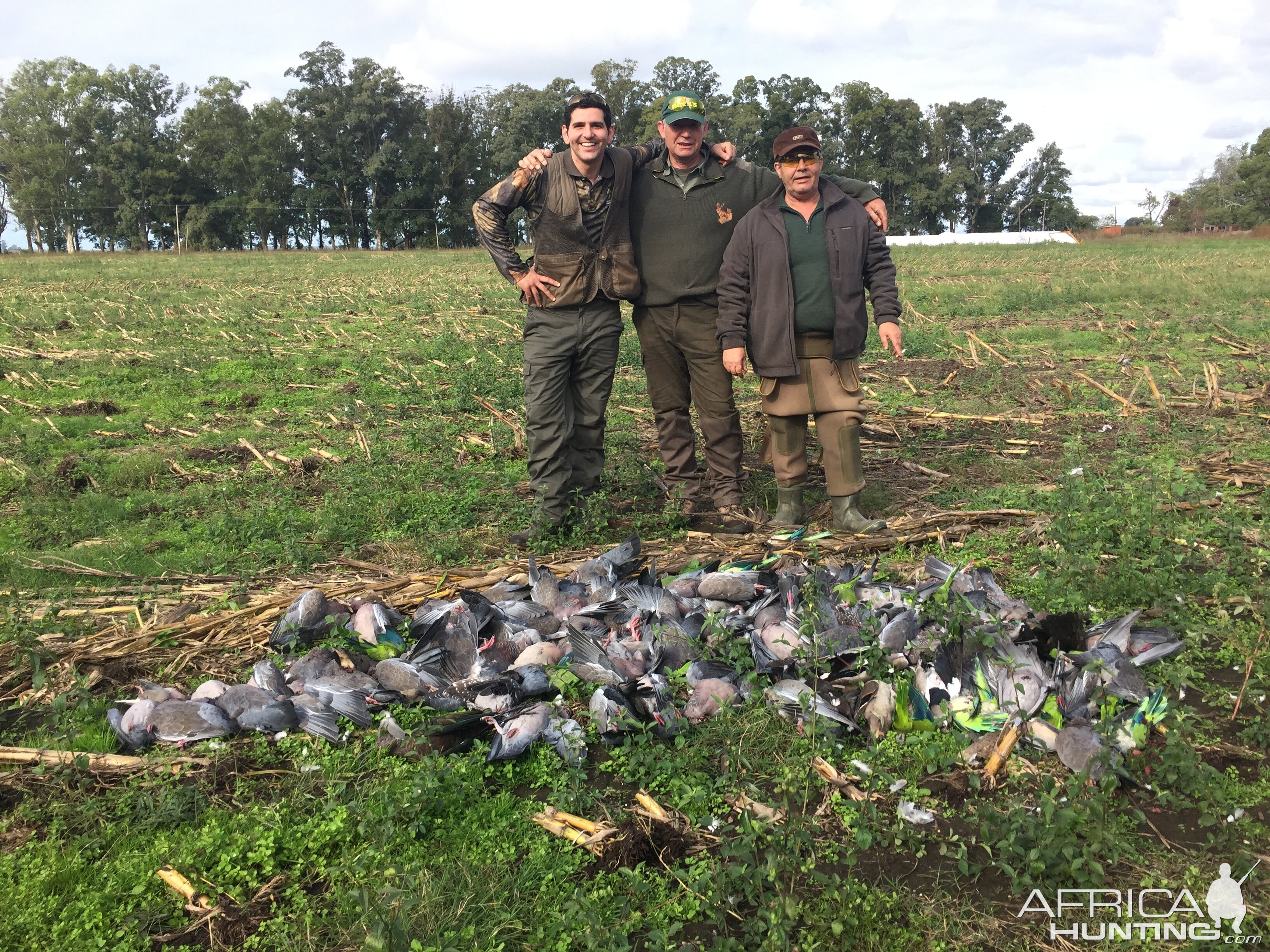 Argentina Hunt Pigeon