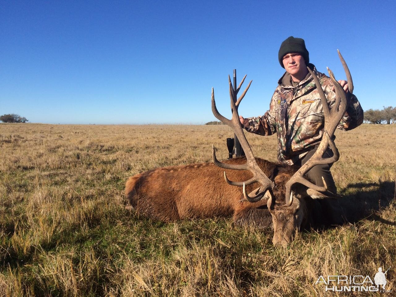 Argentina Hunt Red Stag