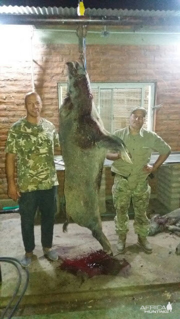 Argentina Hunting Boar