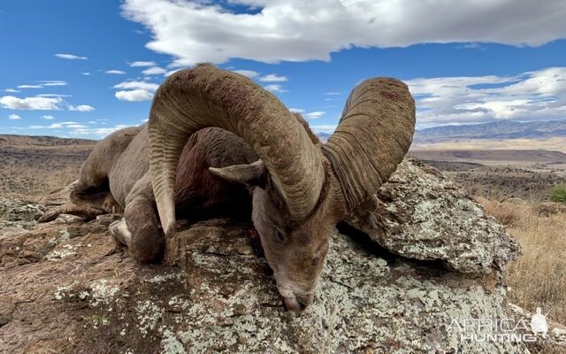 Argentina Hunting Desert Bighorn Sheep