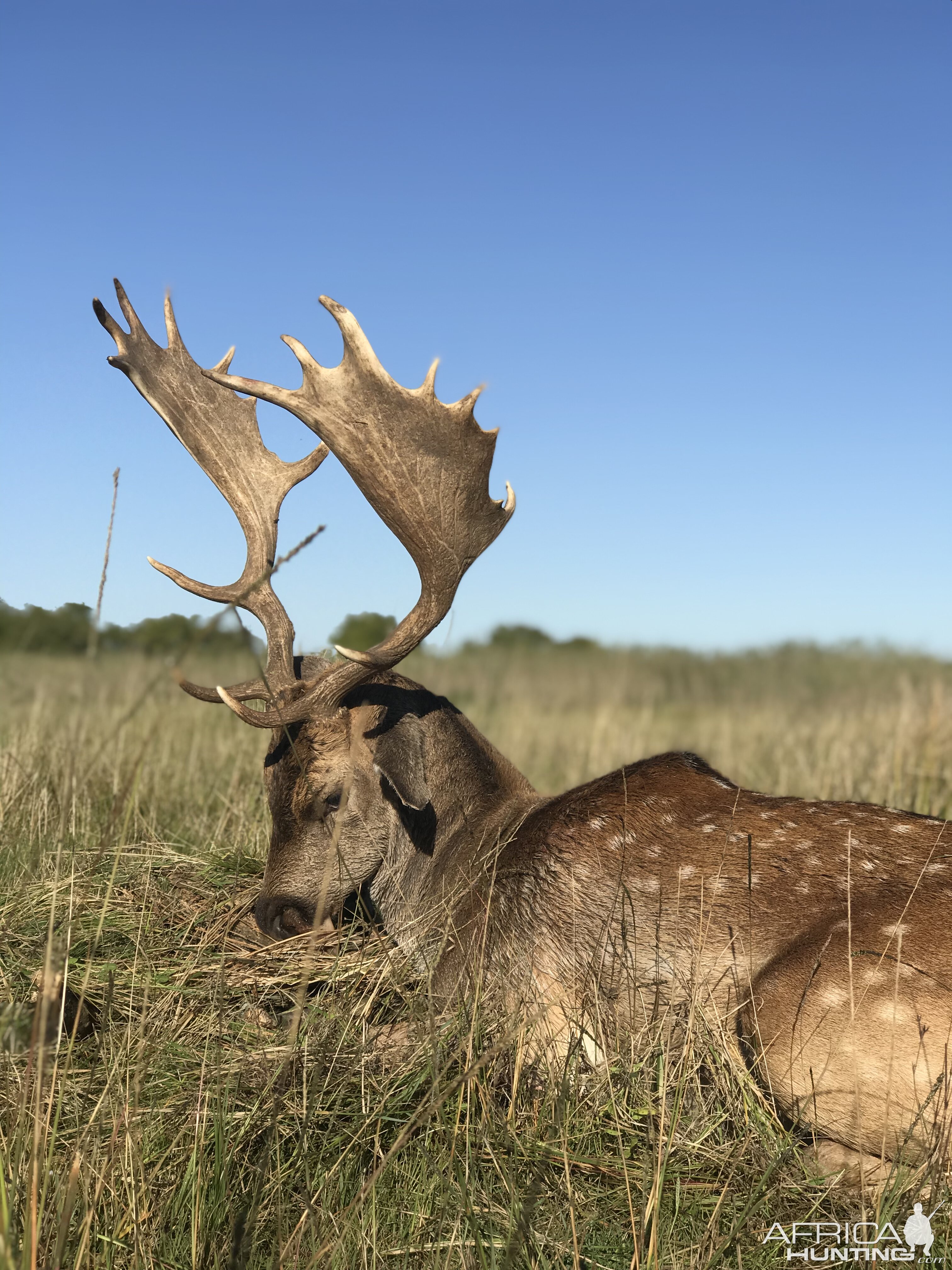 Argentina Hunting Fallow Deer
