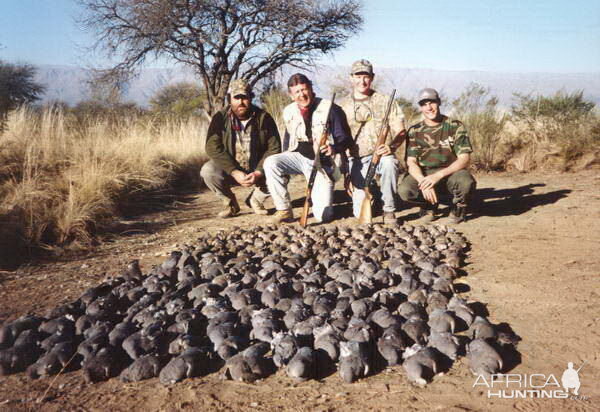 Argentina Wingshooting Dove