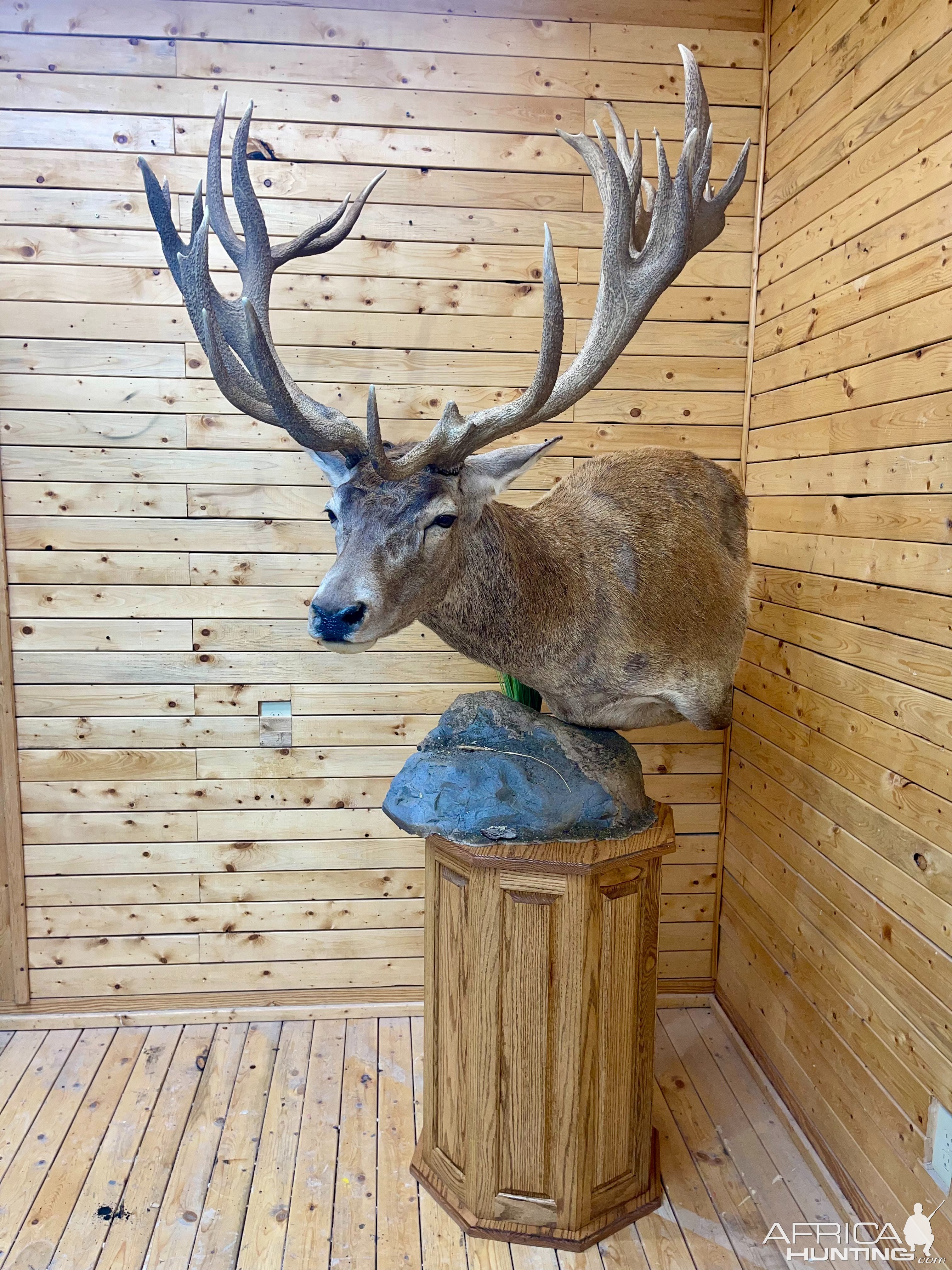 Argentinian Red Deer Pedestal Mount Taxidermy