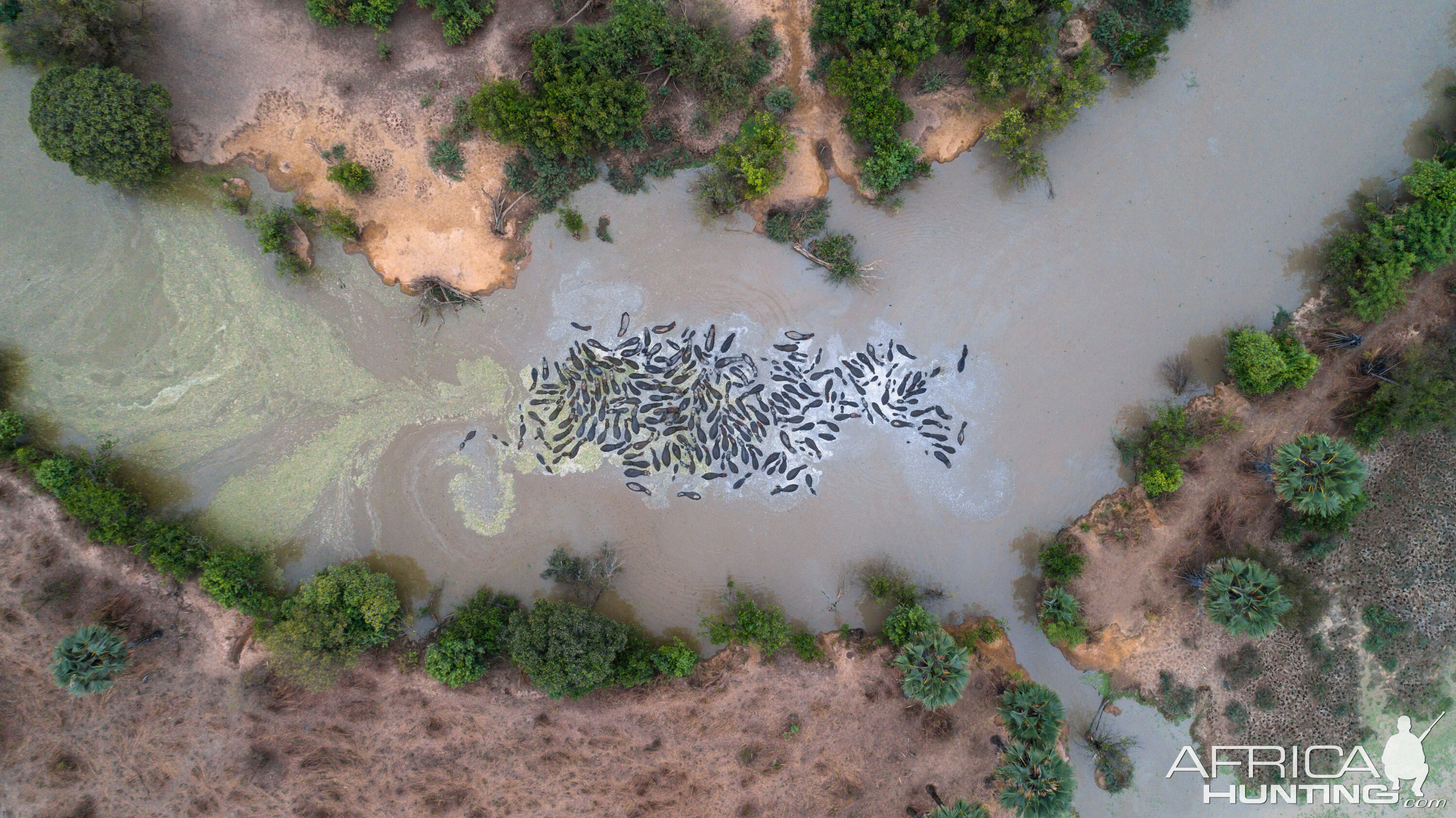 Arial View Hippo Benin