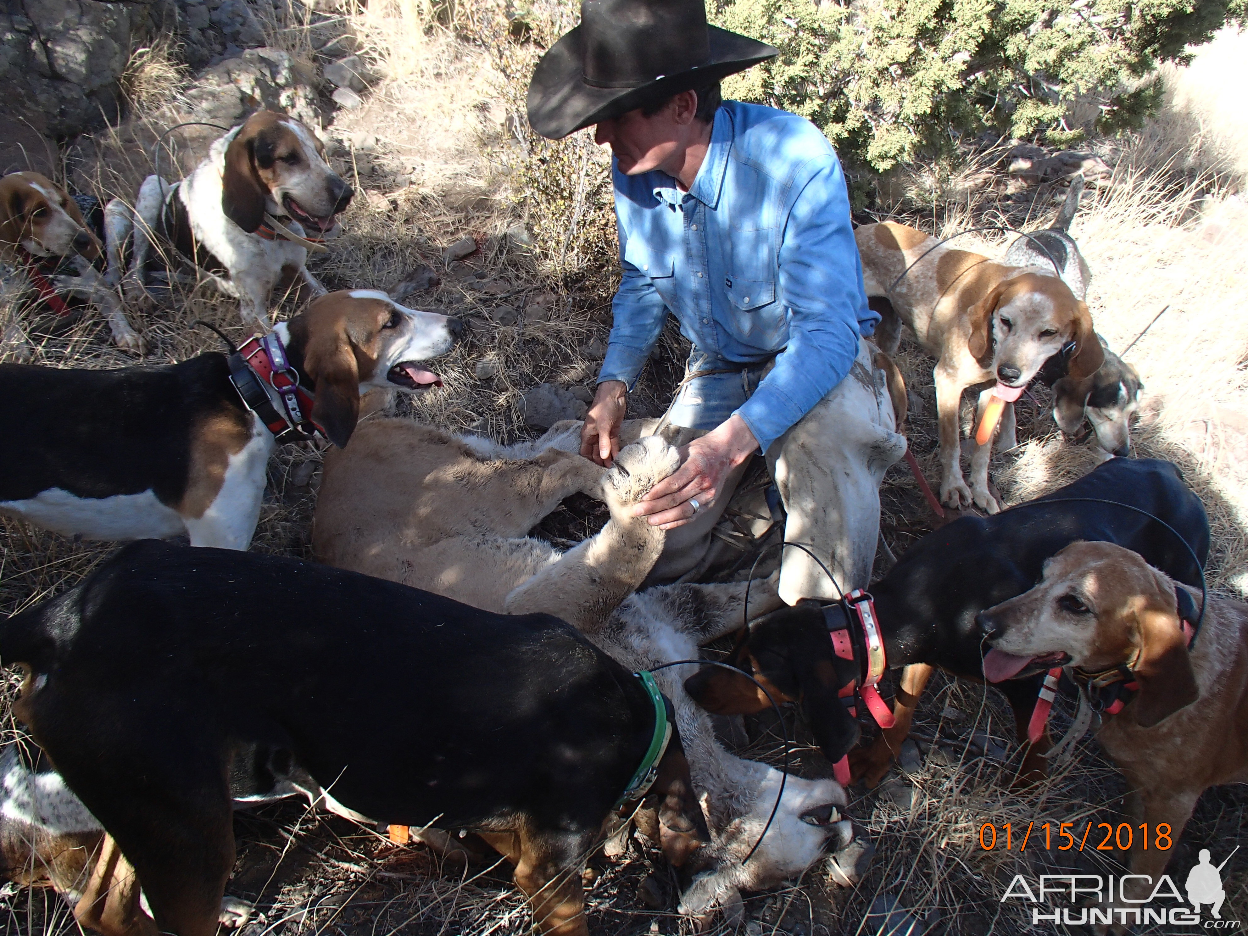 Arizona Hunt Mountain Lion