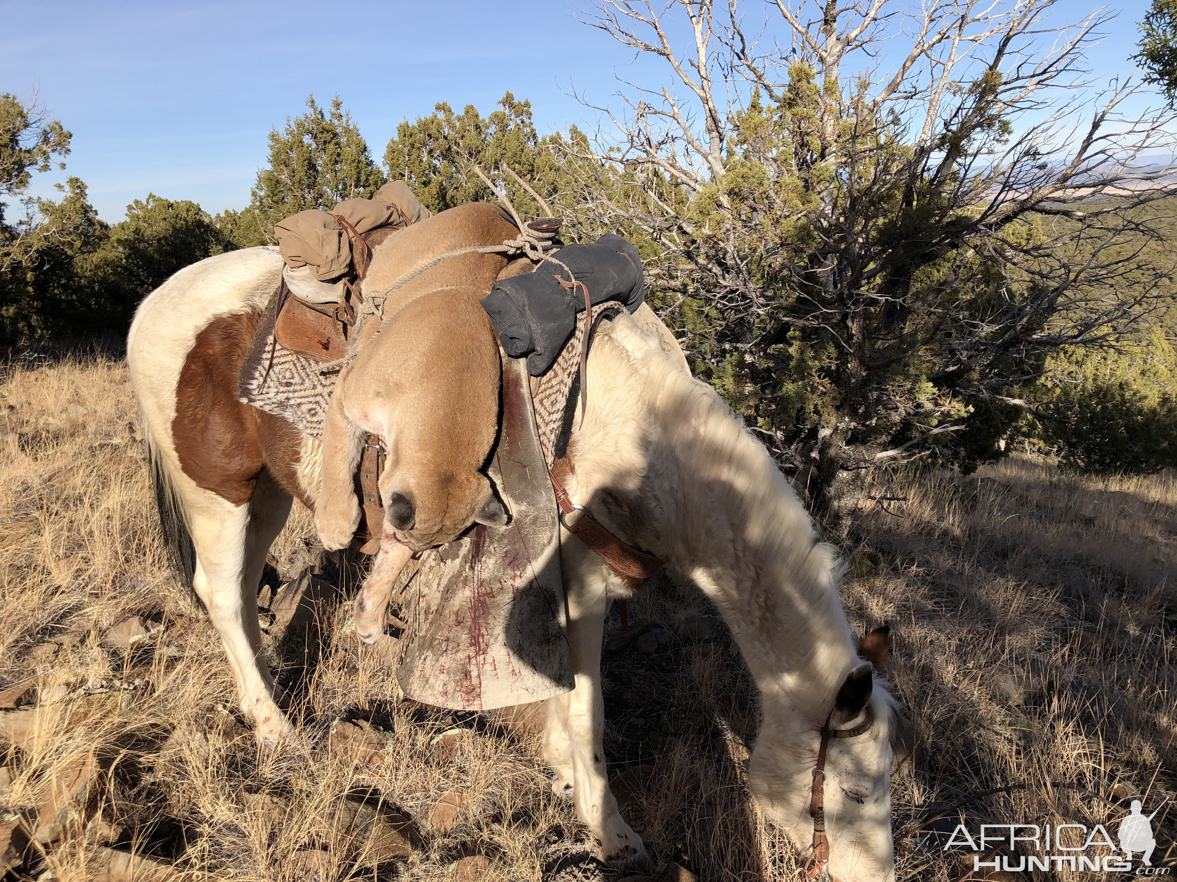 Arizona Hunting Mountain Lion