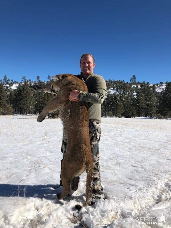 Arizona USA Hunting Mountain Lion