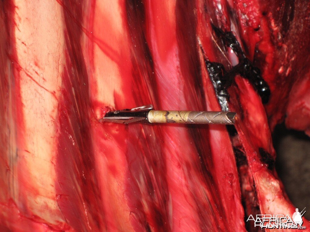 Arrow in Buffalo Rib - Arrow Penetration