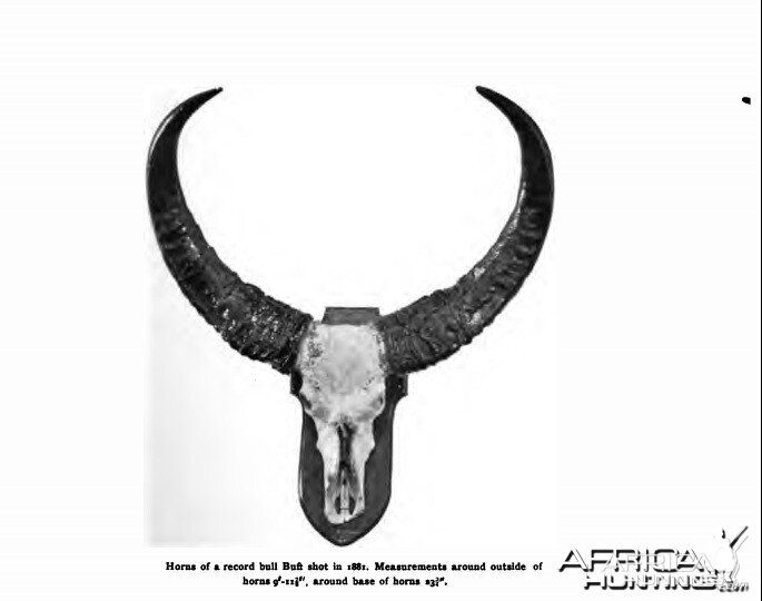 asian buffalo trophy