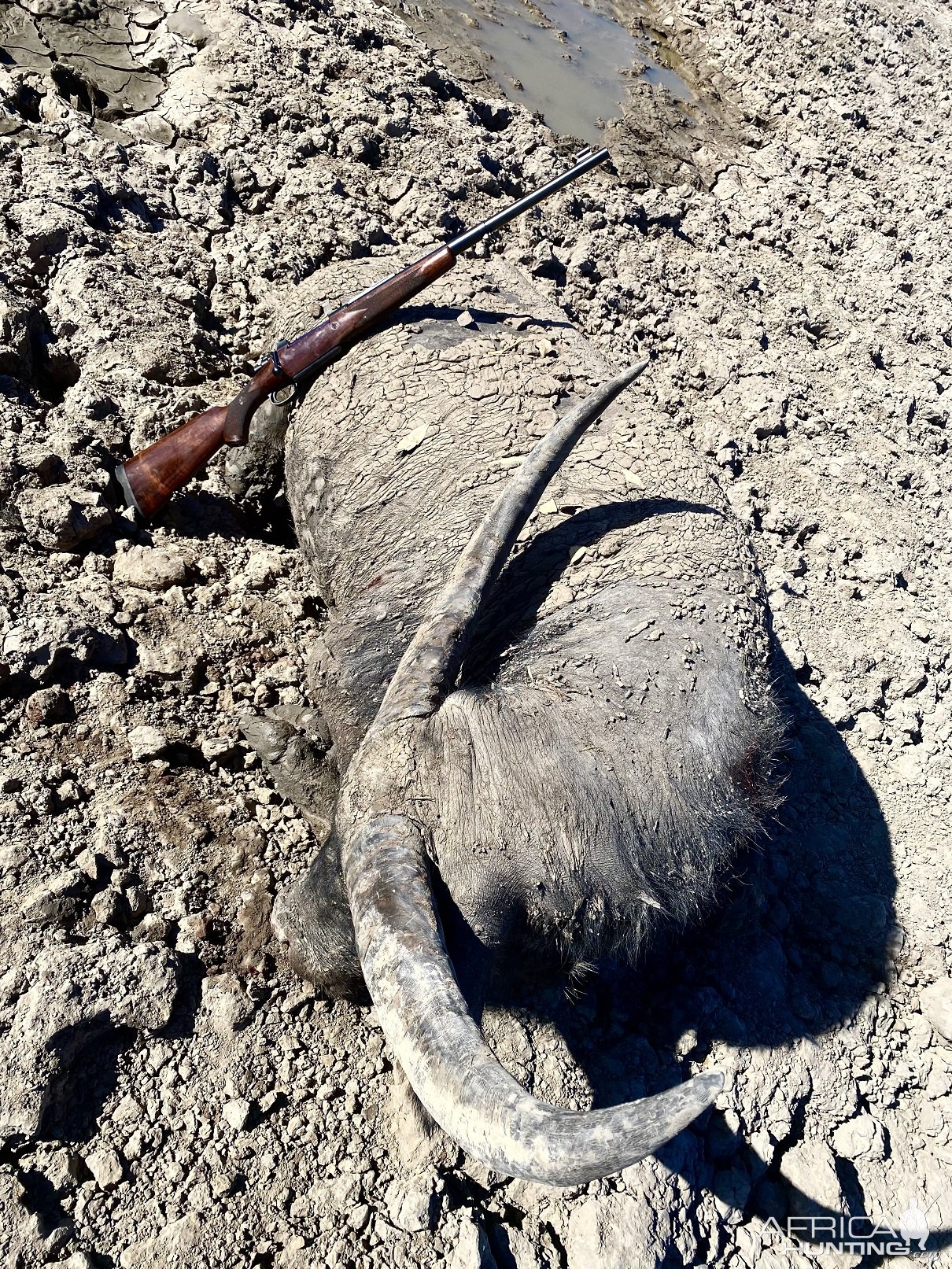 Asian Water Buffalo Hunt Australia