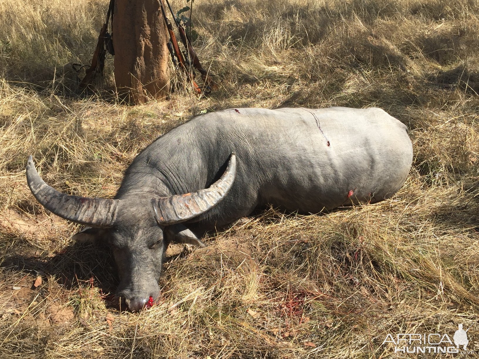 Asian Water Buffalo Hunt Australia