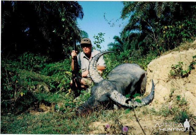 Asian Water Buffalo Hunt