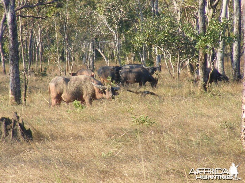 Asiatic buffalo, Arnhemland, Australia