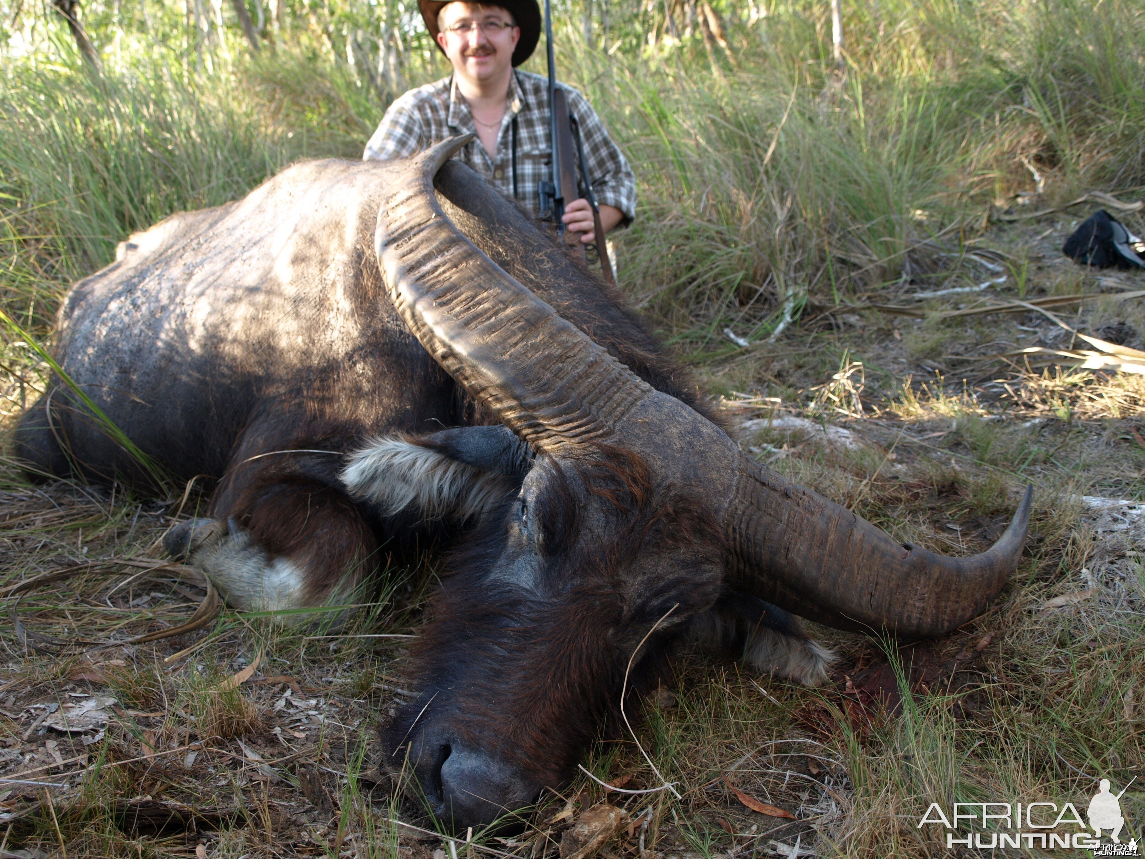 Asiatic buffalo bull, Arnhemland, Australia