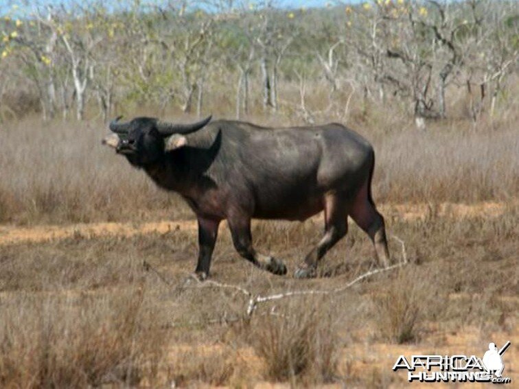 Asiatic buffalo bull, Arnhemland, Australia