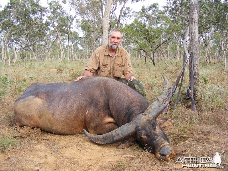 Asiatic buffalo bull, Arnhemland, Australia