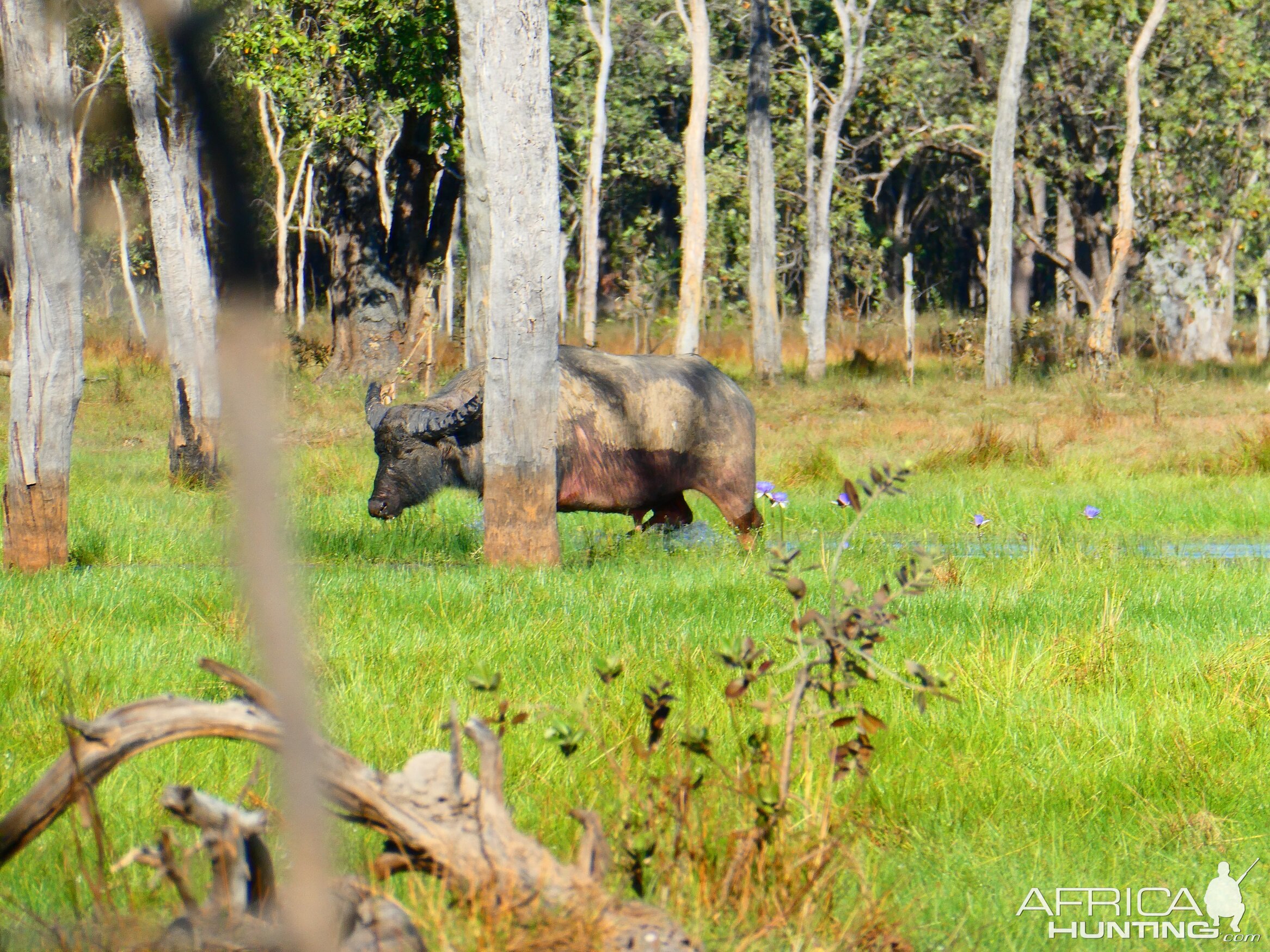 Asiatic Water Buffalo Australia