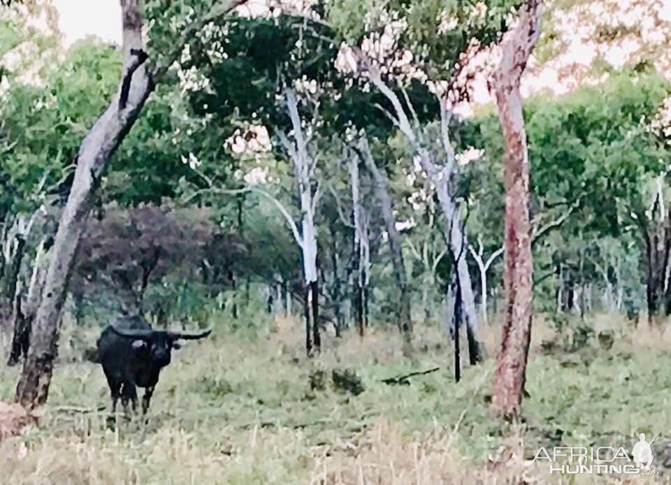 Asiatic Water Buffalo Australia