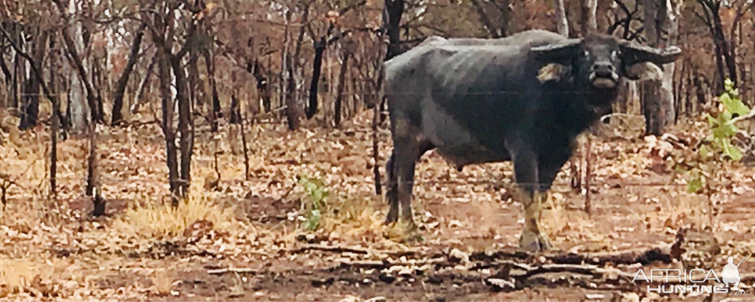 Asiatic Water Buffalo Australia