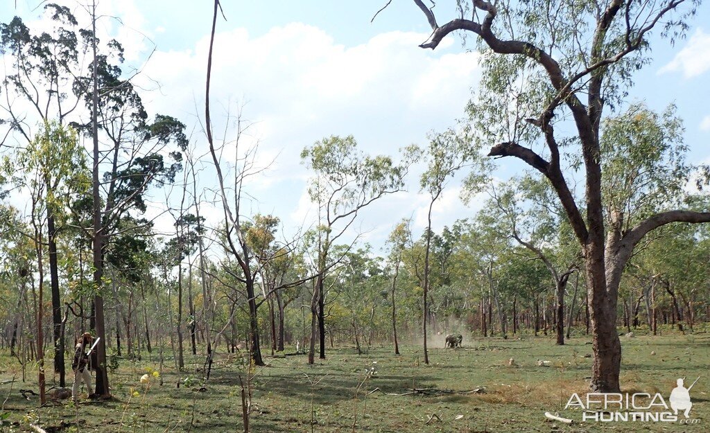 Asiatic Water Buffalo Bulls Australia