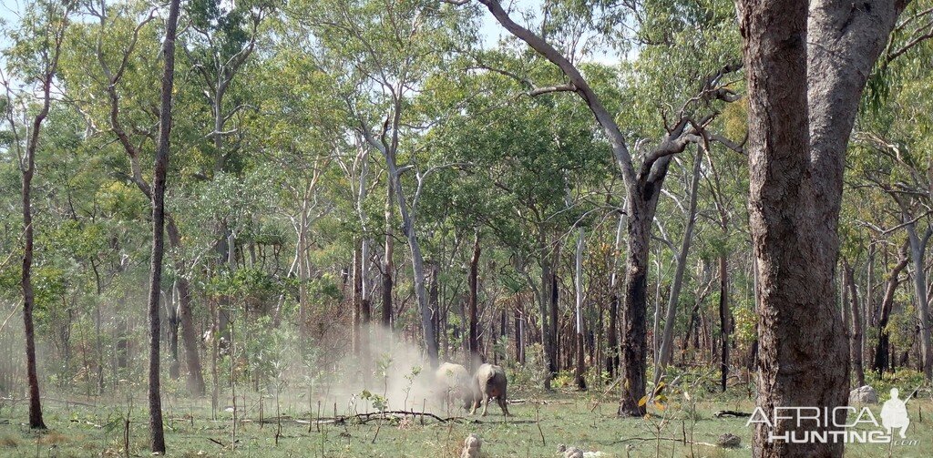 Asiatic Water Buffalo Bulls Australia