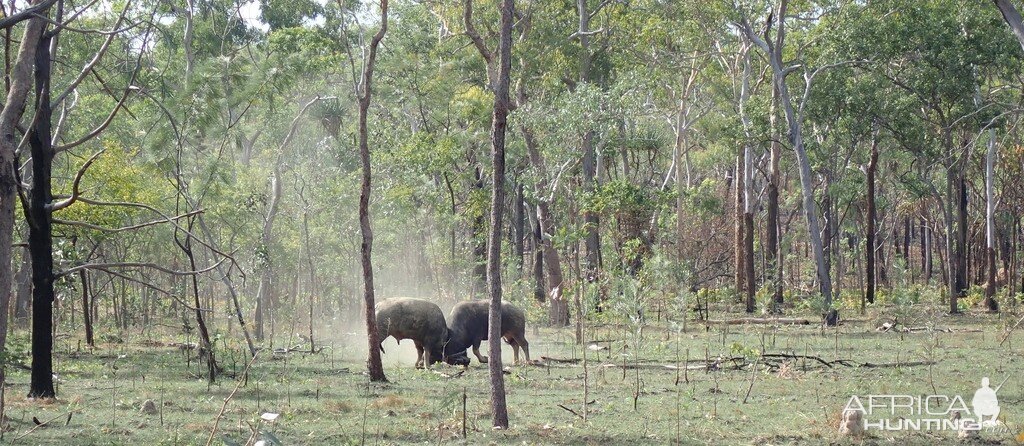 Asiatic Water Buffalo Bulls Australia