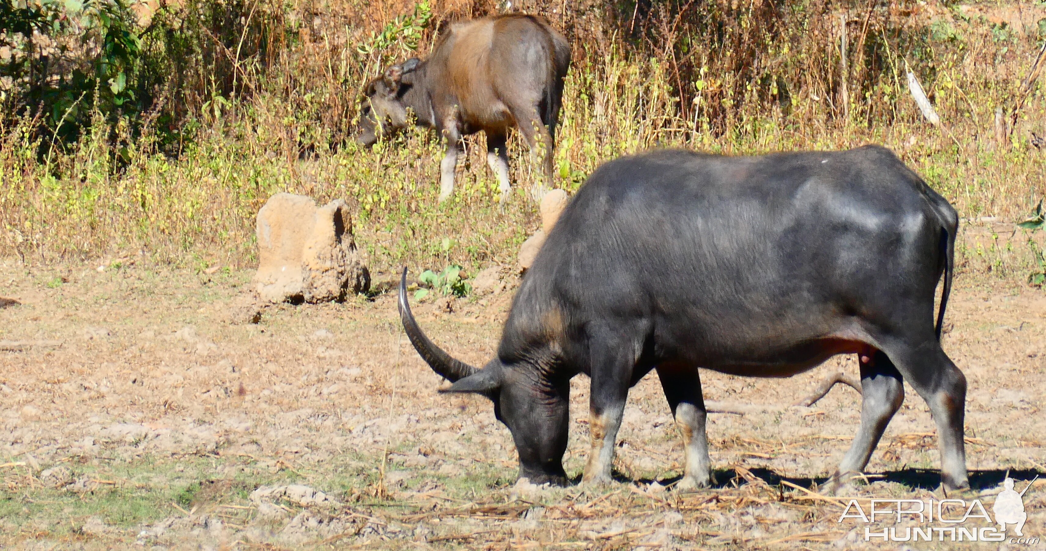 Asiatic Water Buffalo Cow Australia