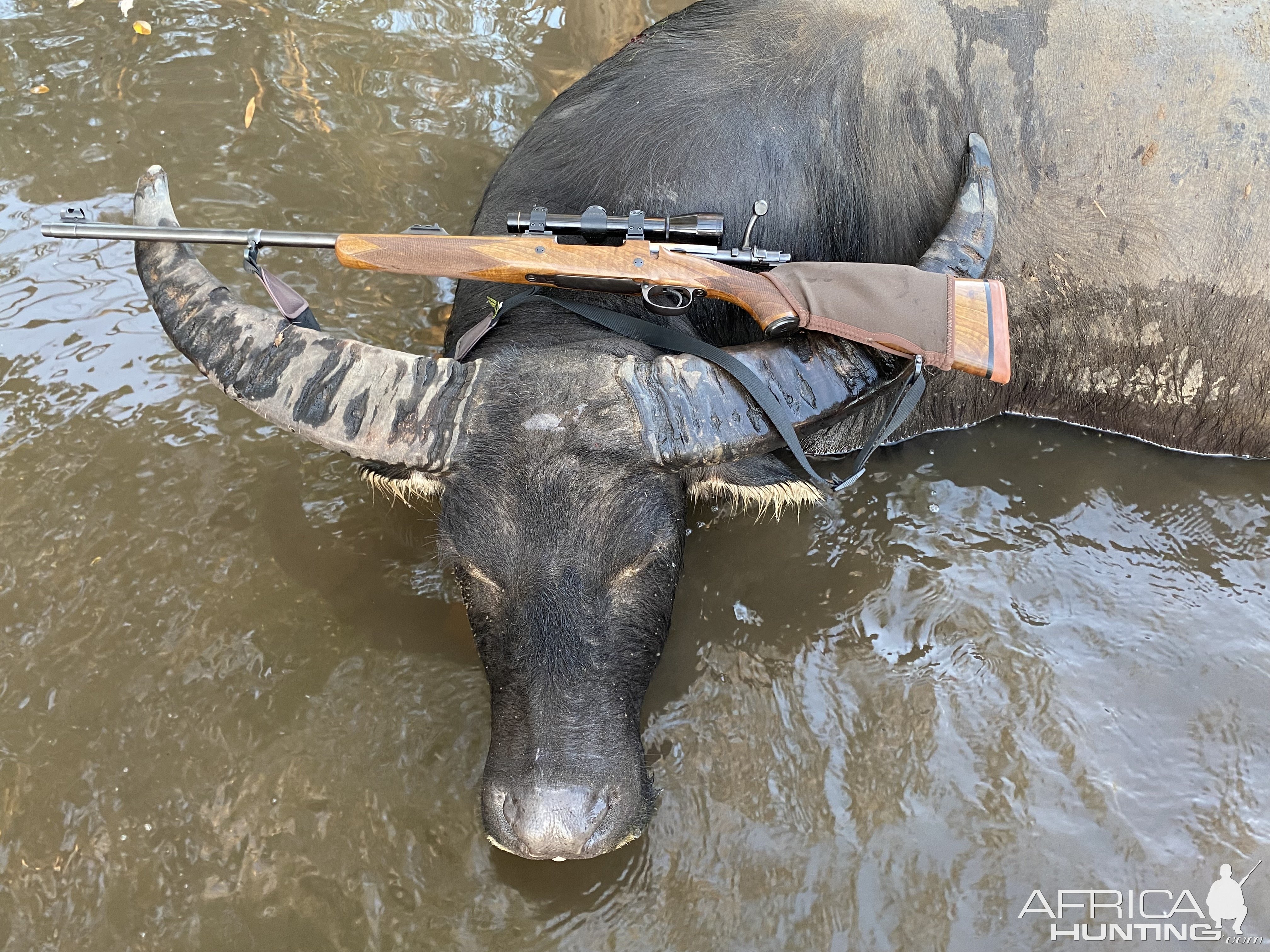 Asiatic Water Buffalo Hunt Australia