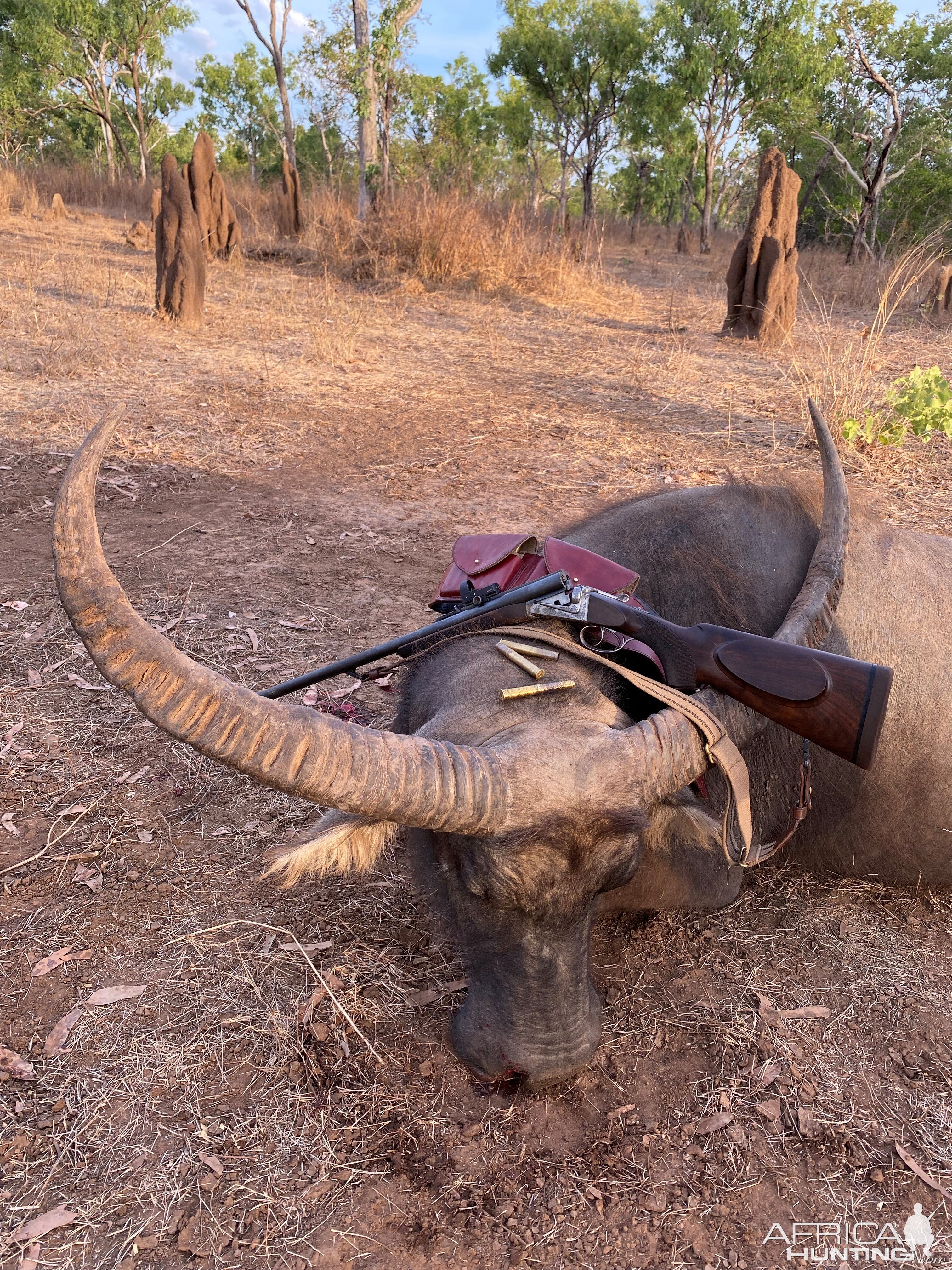 Asiatic Water Buffalo Hunt Australia