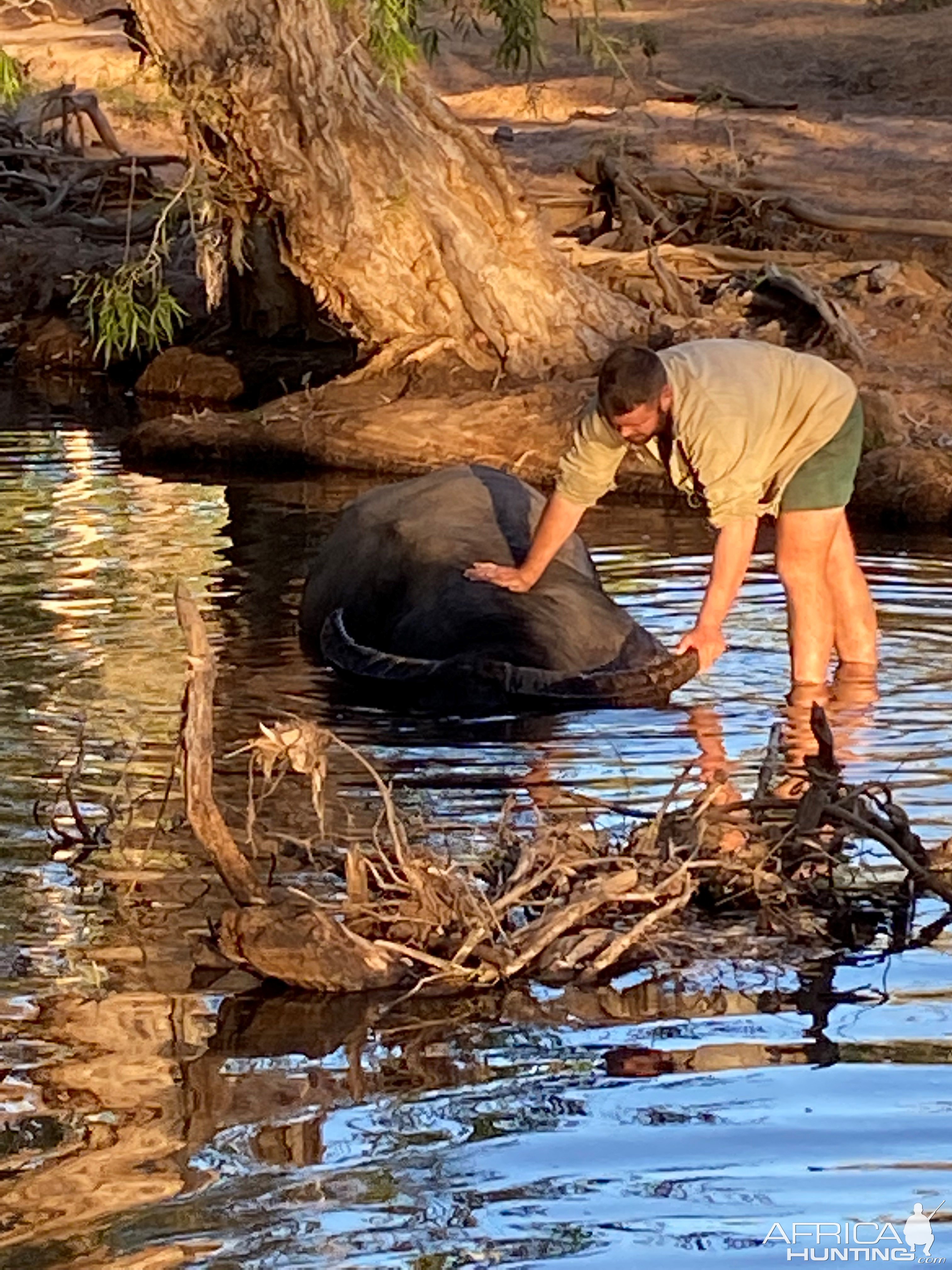 Asiatic Water Buffalo Hunt Australia