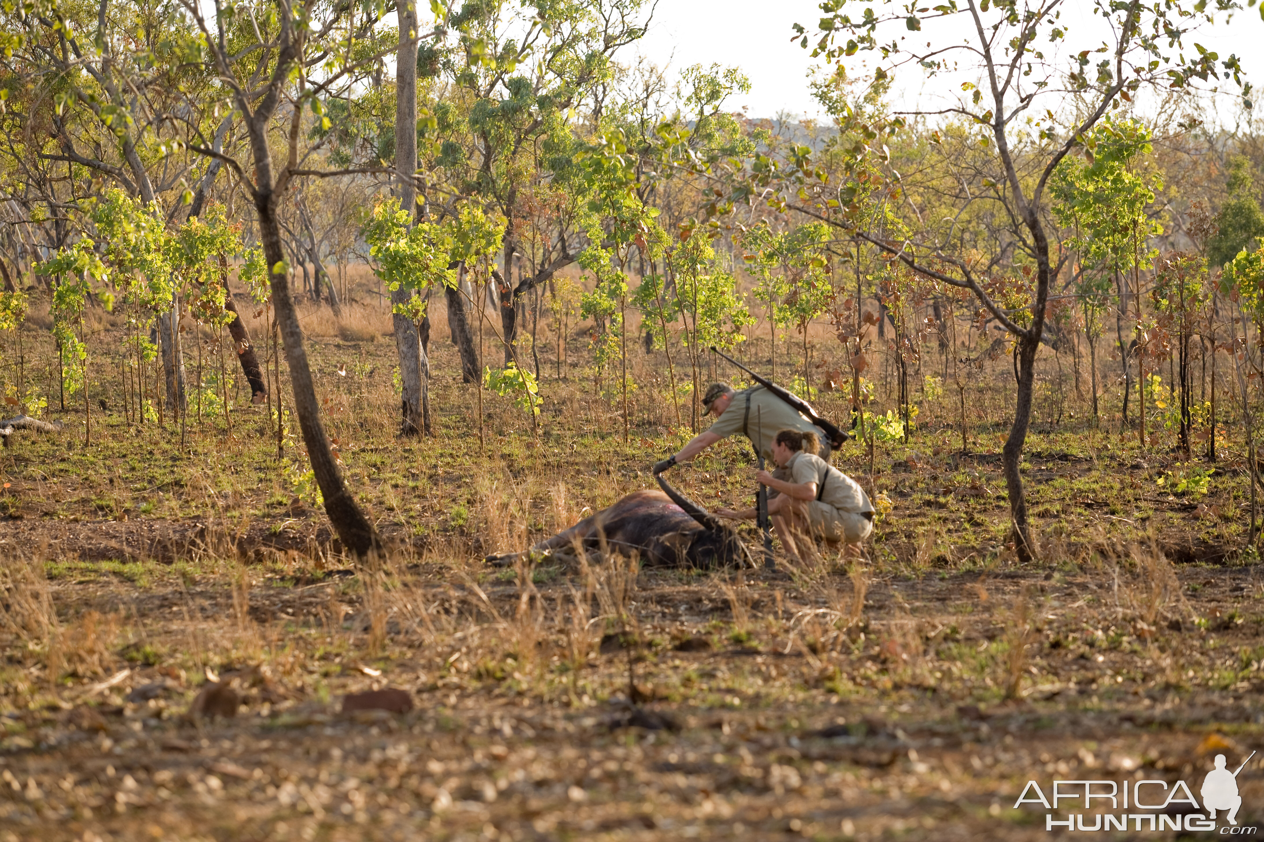 Asiatic Water Buffalo Hunt Australia