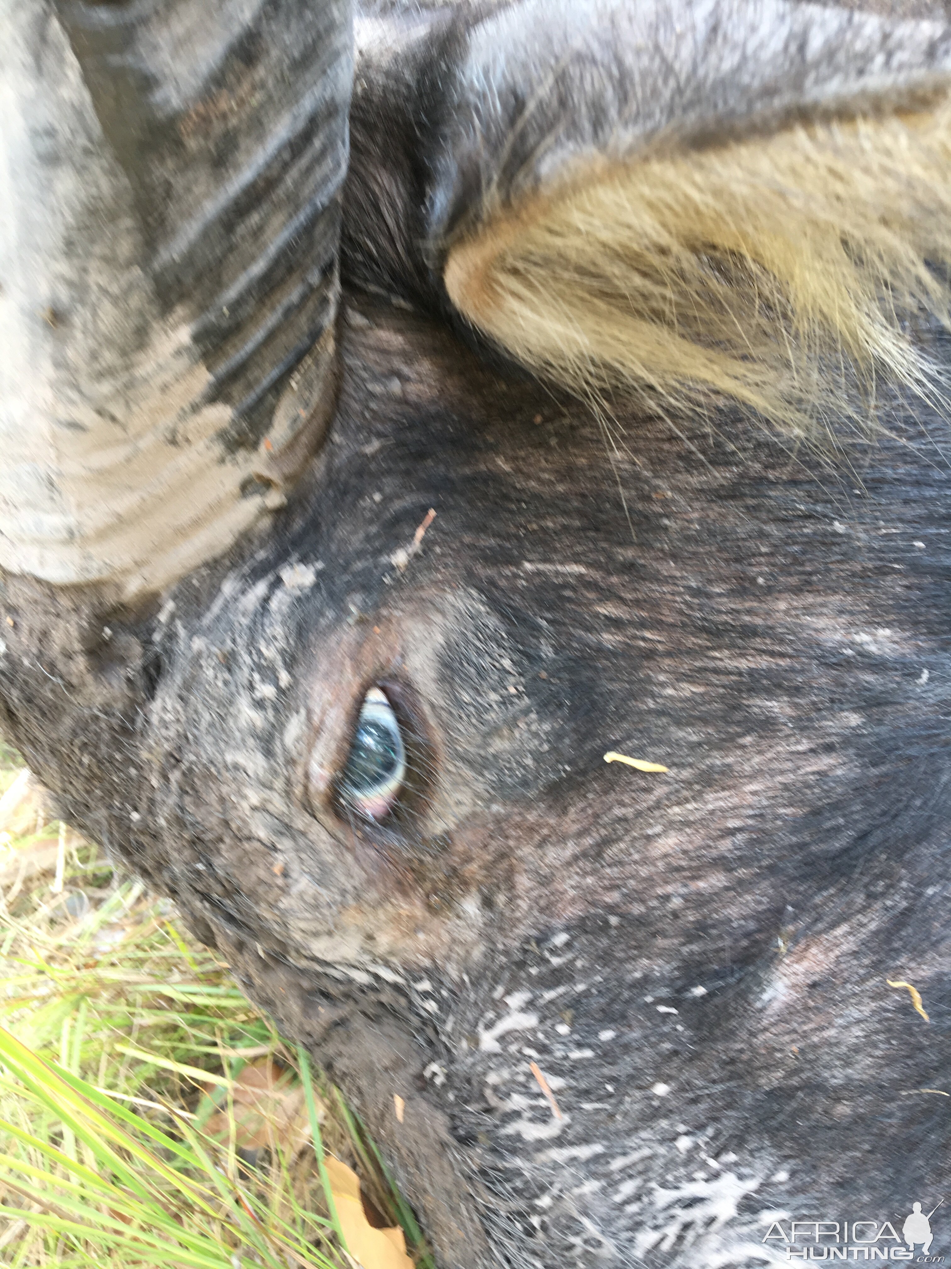 Asiatic Water Buffalo Hunt