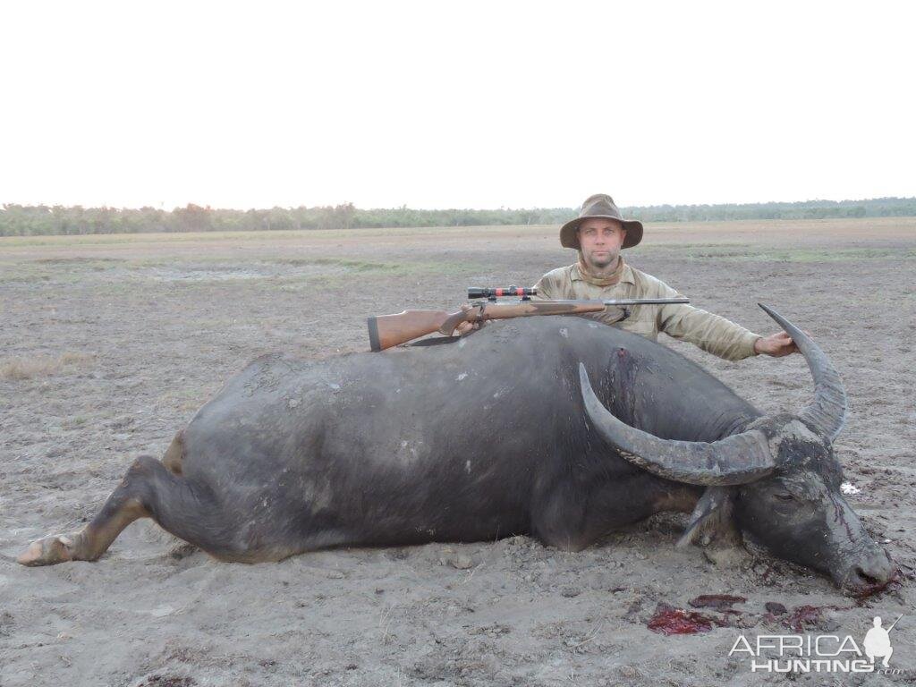 Asiatic Water Buffalo Hunting Australia