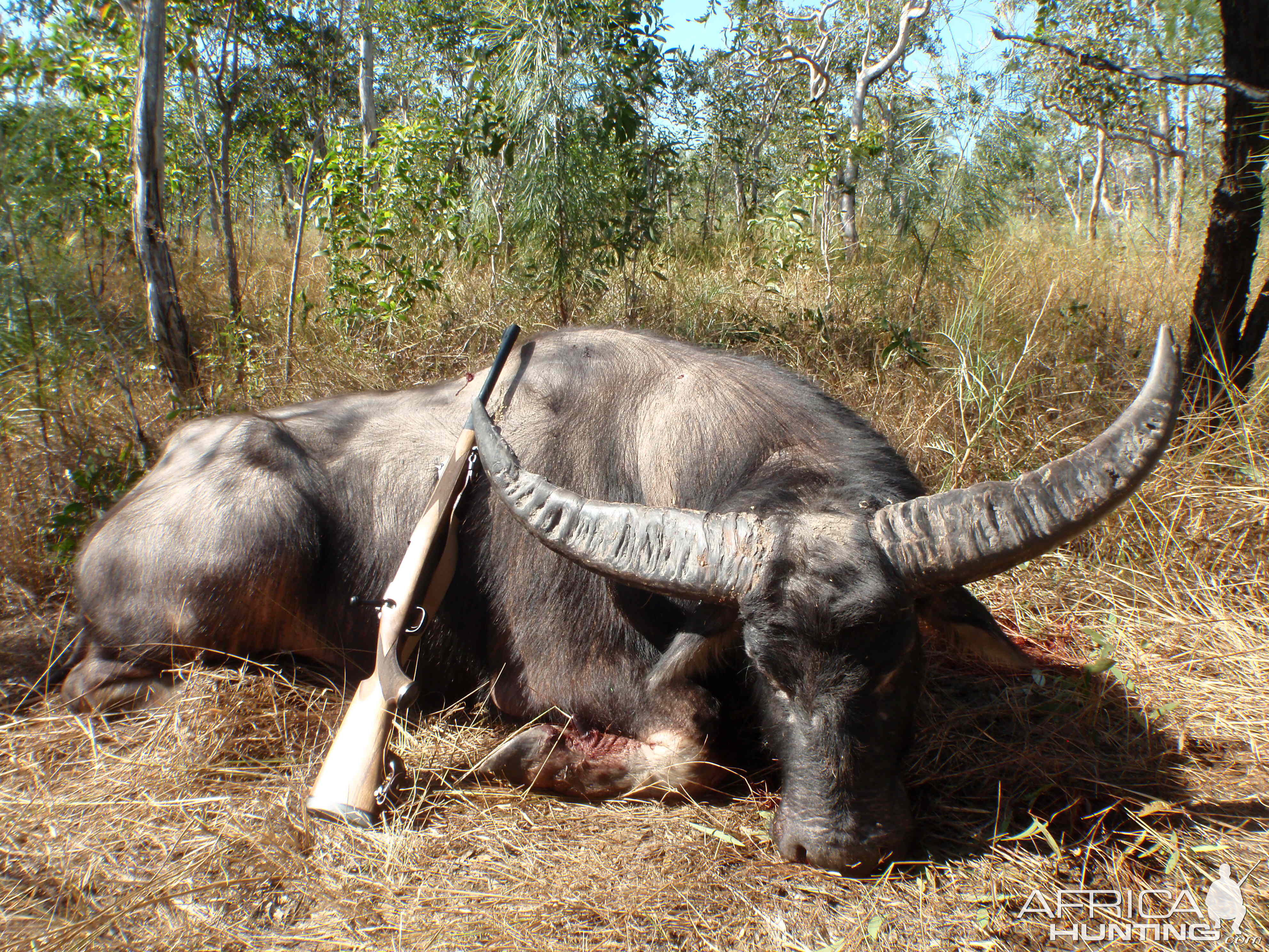 Asiatic Water Buffalo Hunting Australia