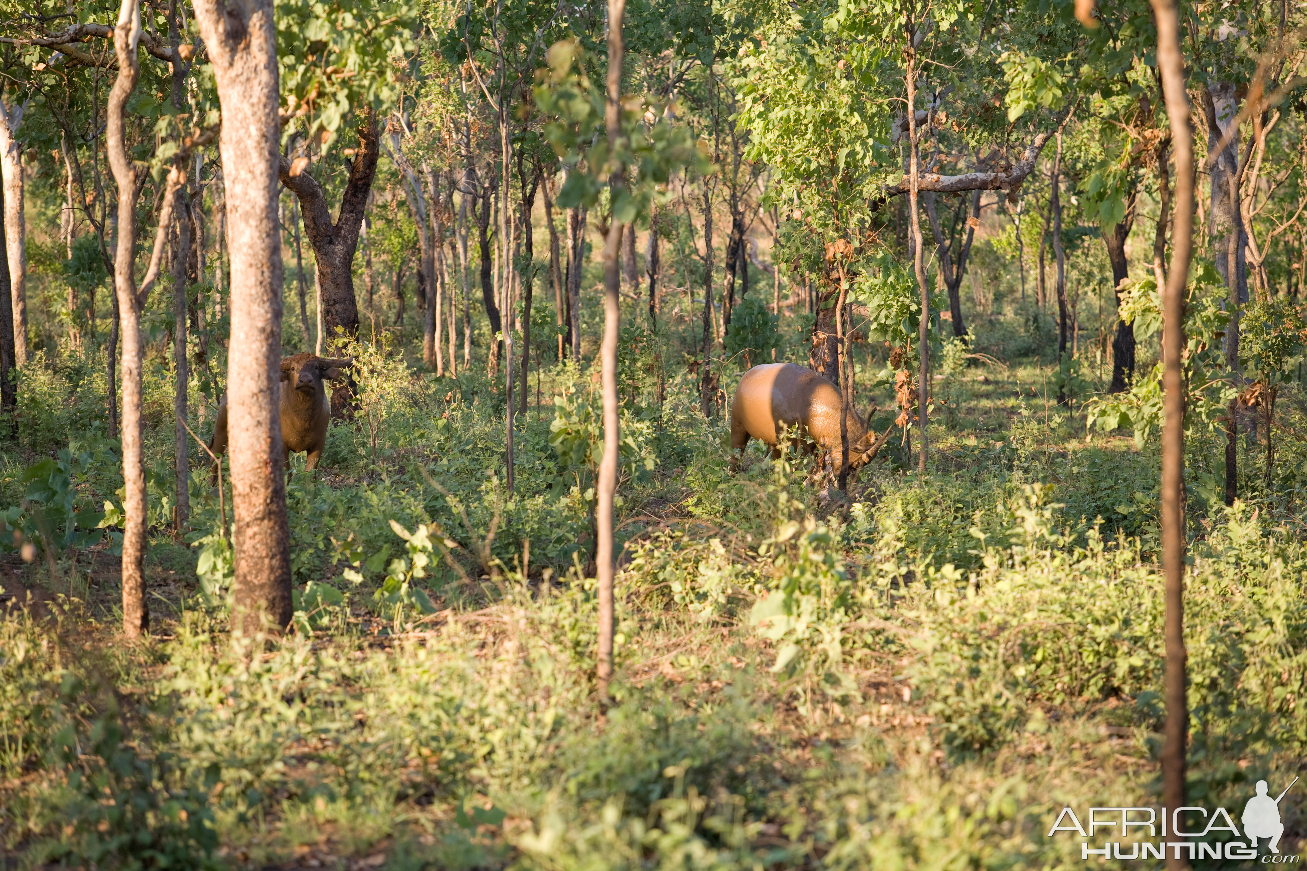 Asiatic Water Buffalo in Australia