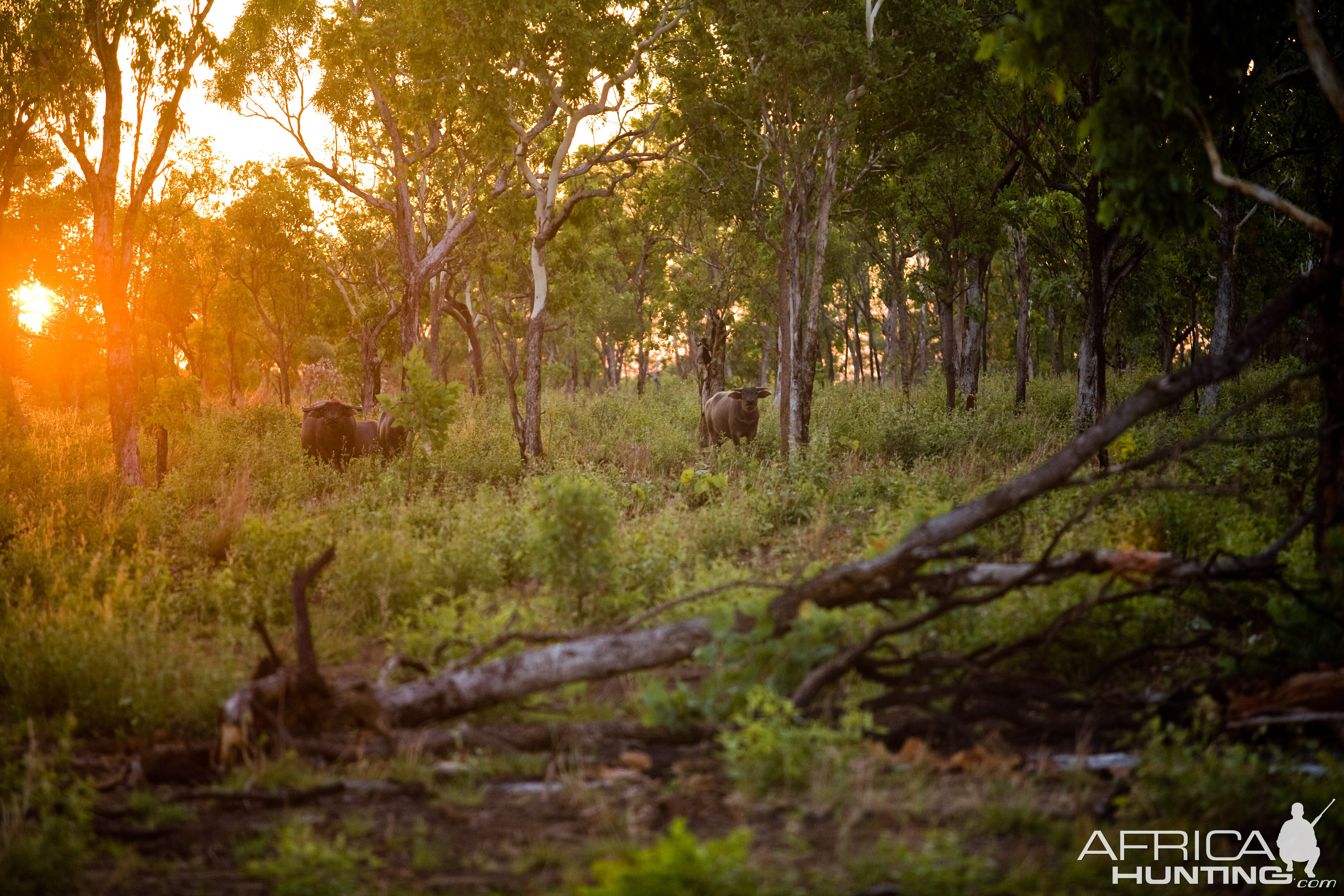 Asiatic Water Buffalo in Australia