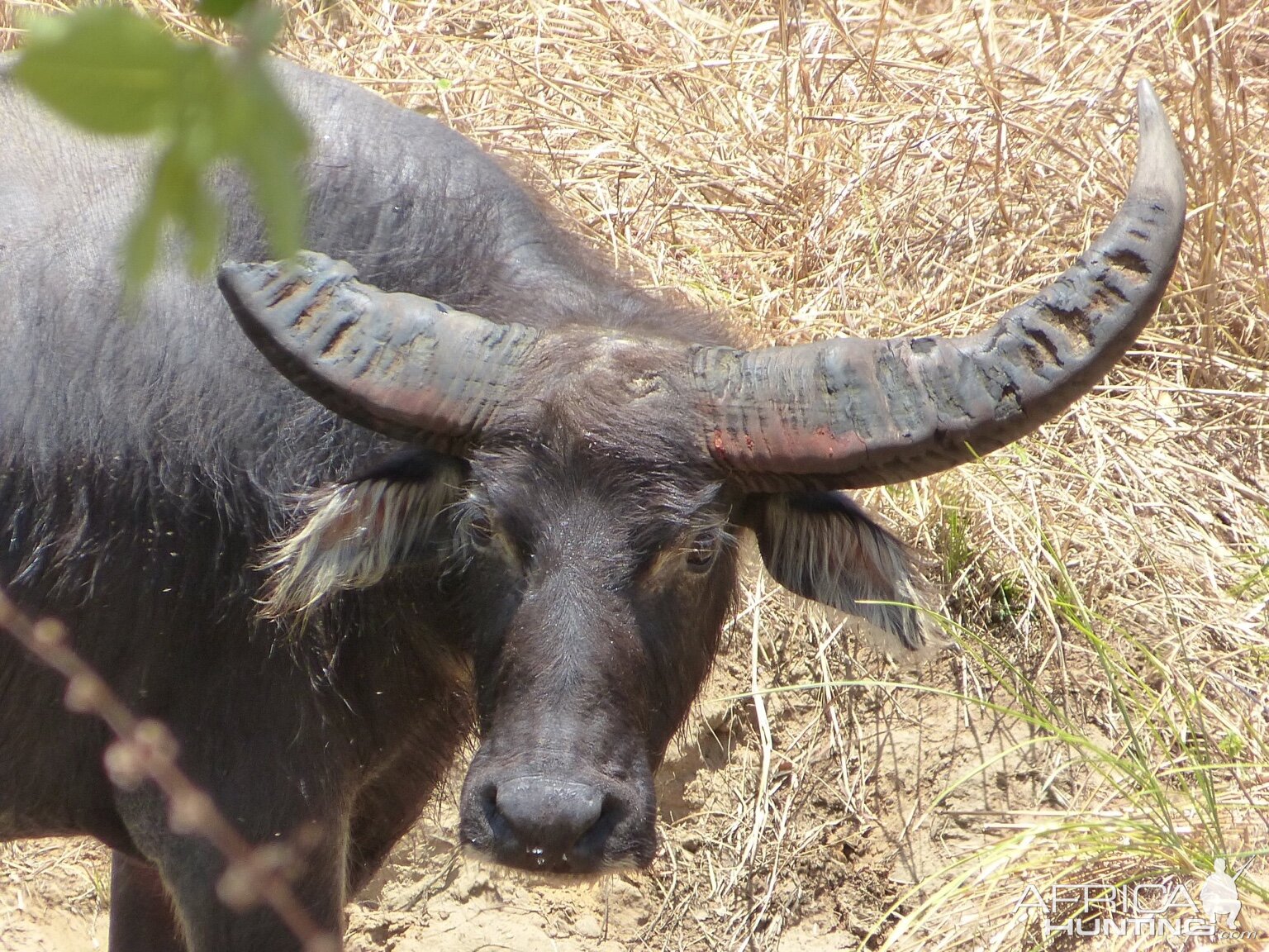 Asiatic Water Buffalo In Australia Africahunting Com