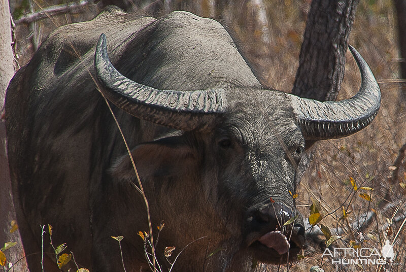 Asiatic Water Buffalo Northern Territory Australia