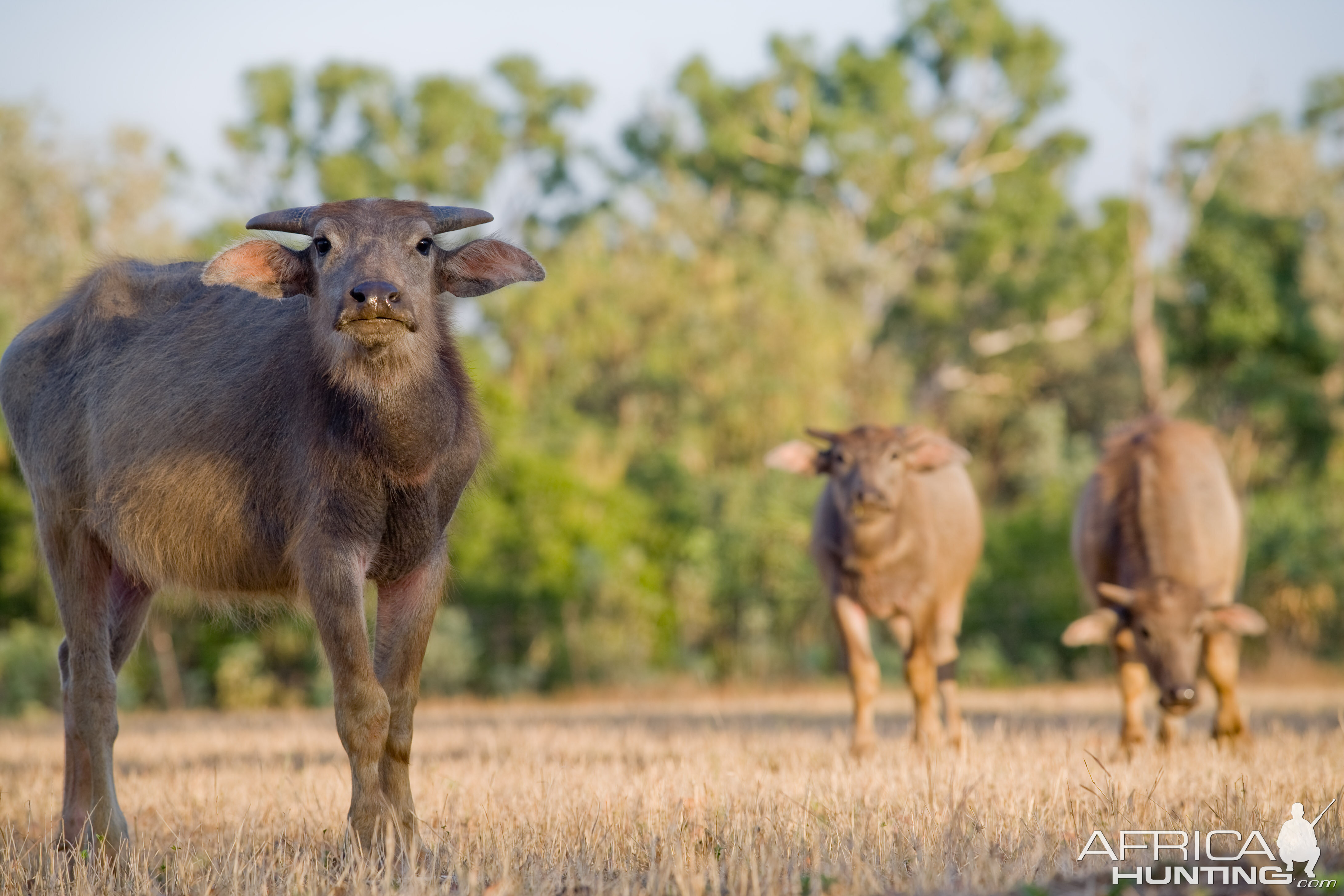 Asiatic Water Buffalo Youngsters in Australia