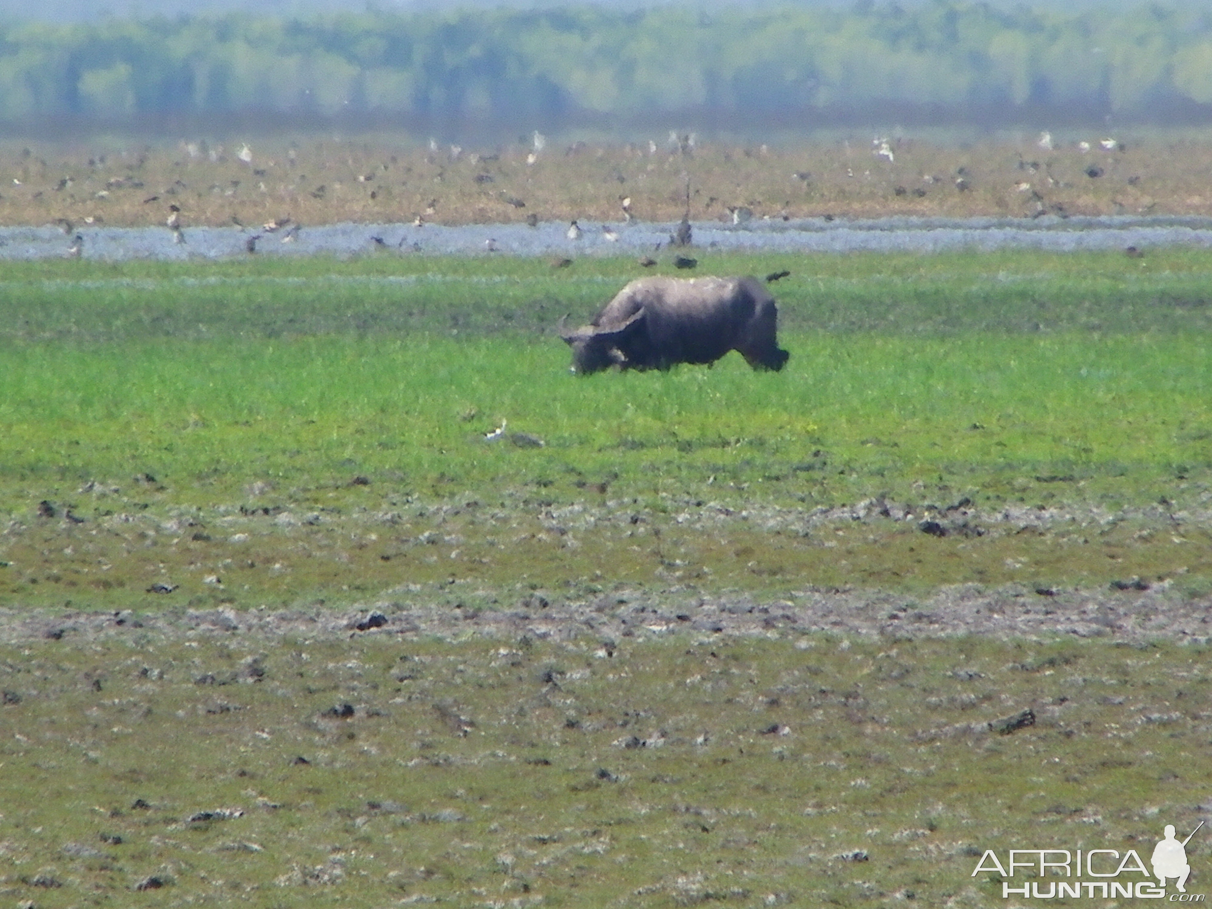 Asiatic Water Buffalo