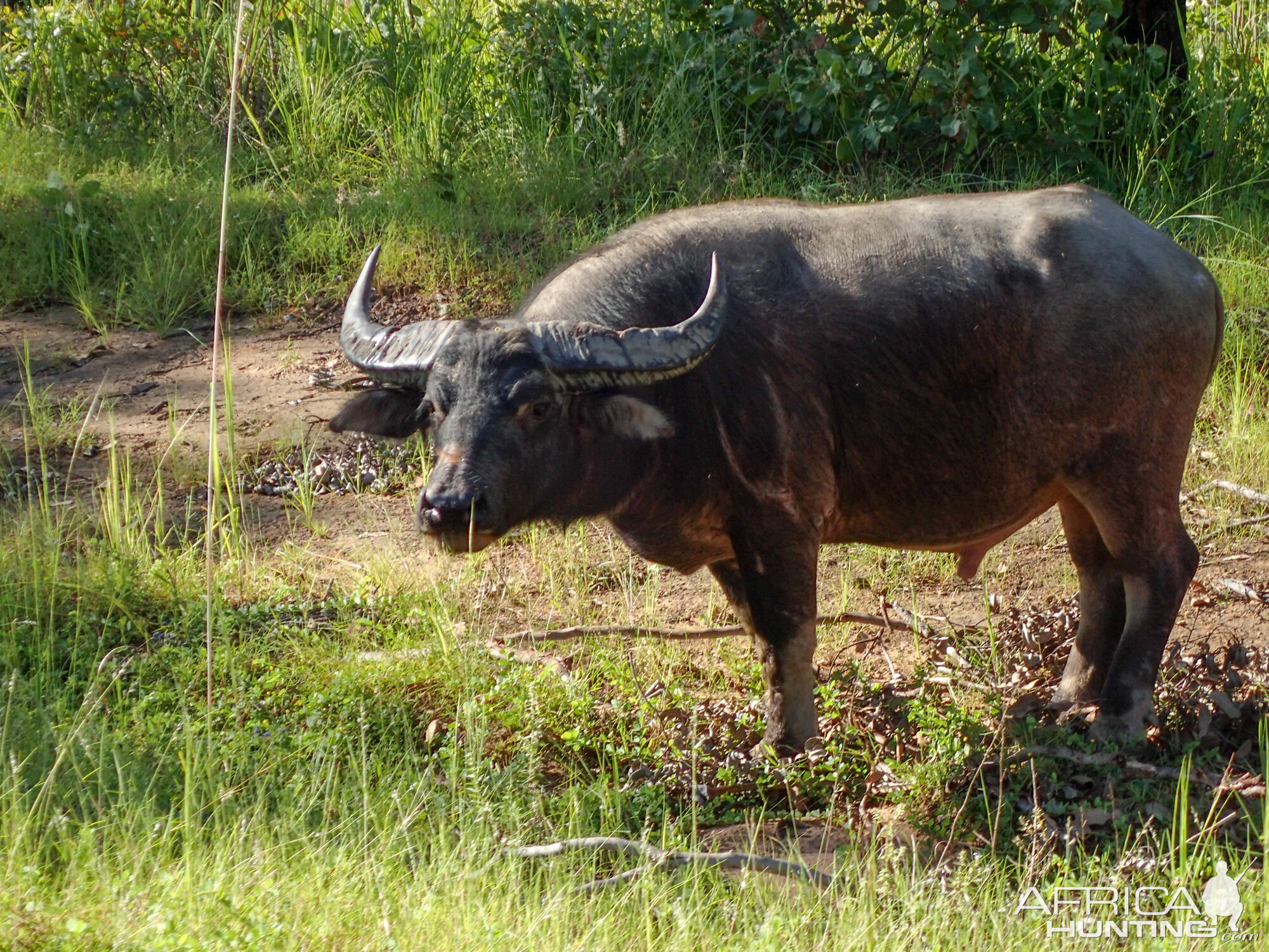 Asiatic Water Buffalo | AfricaHunting.com