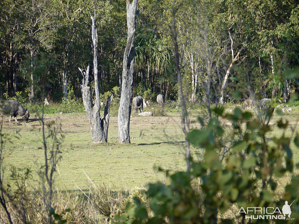 Australia Arnhem Land Northern Territory Asiatic Water Buffalo