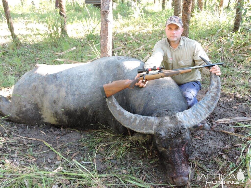 Australia Hunt 108" Inch Asiatic Water Buffalo