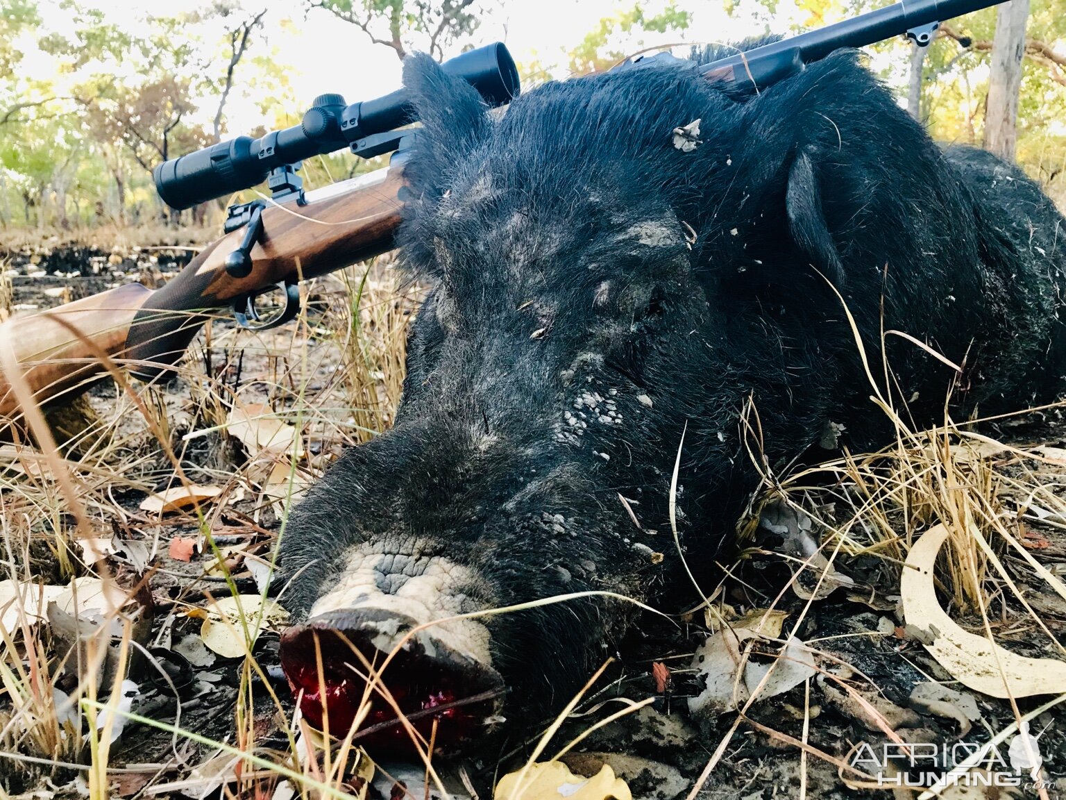 Australia Hunt Boar