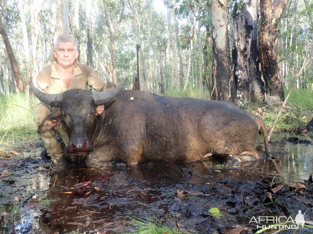 Australia Hunting Asiatic Water Buffalo