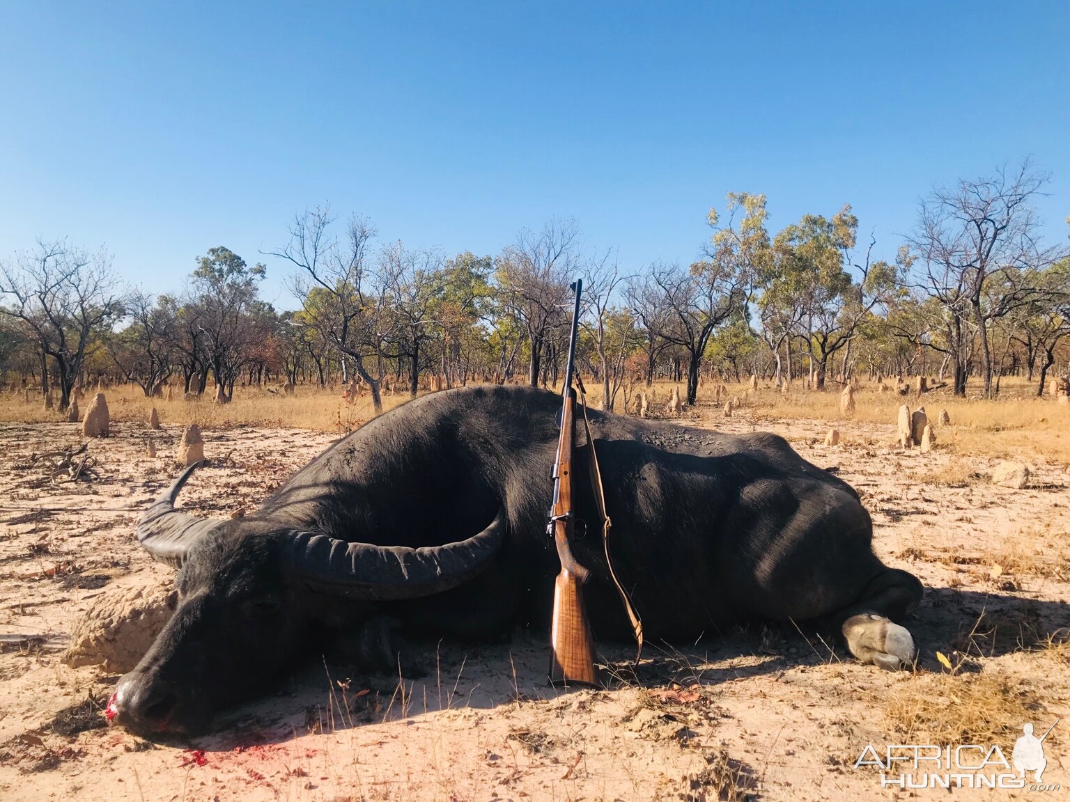 Australia Hunting Asiatic Water Buffalo