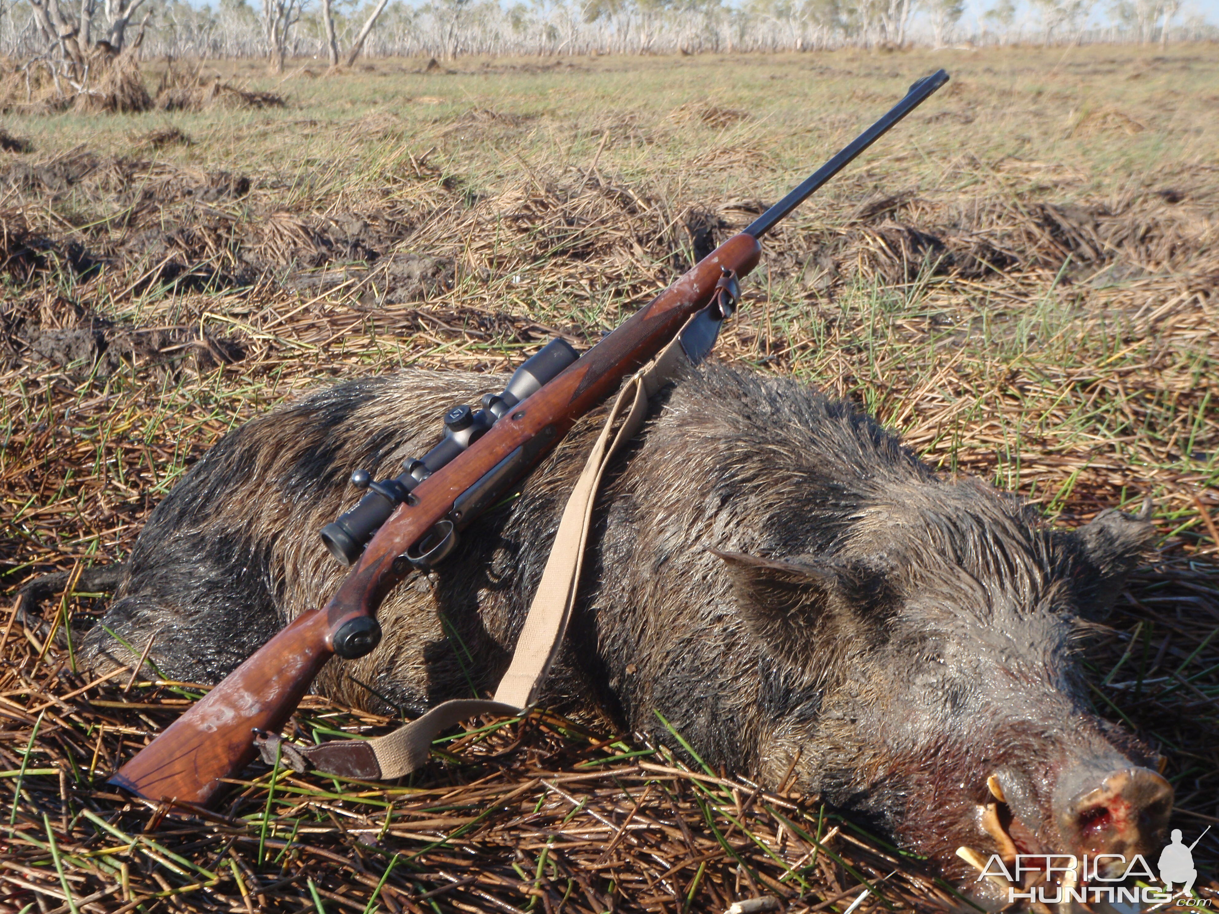 Australia Hunting Boar