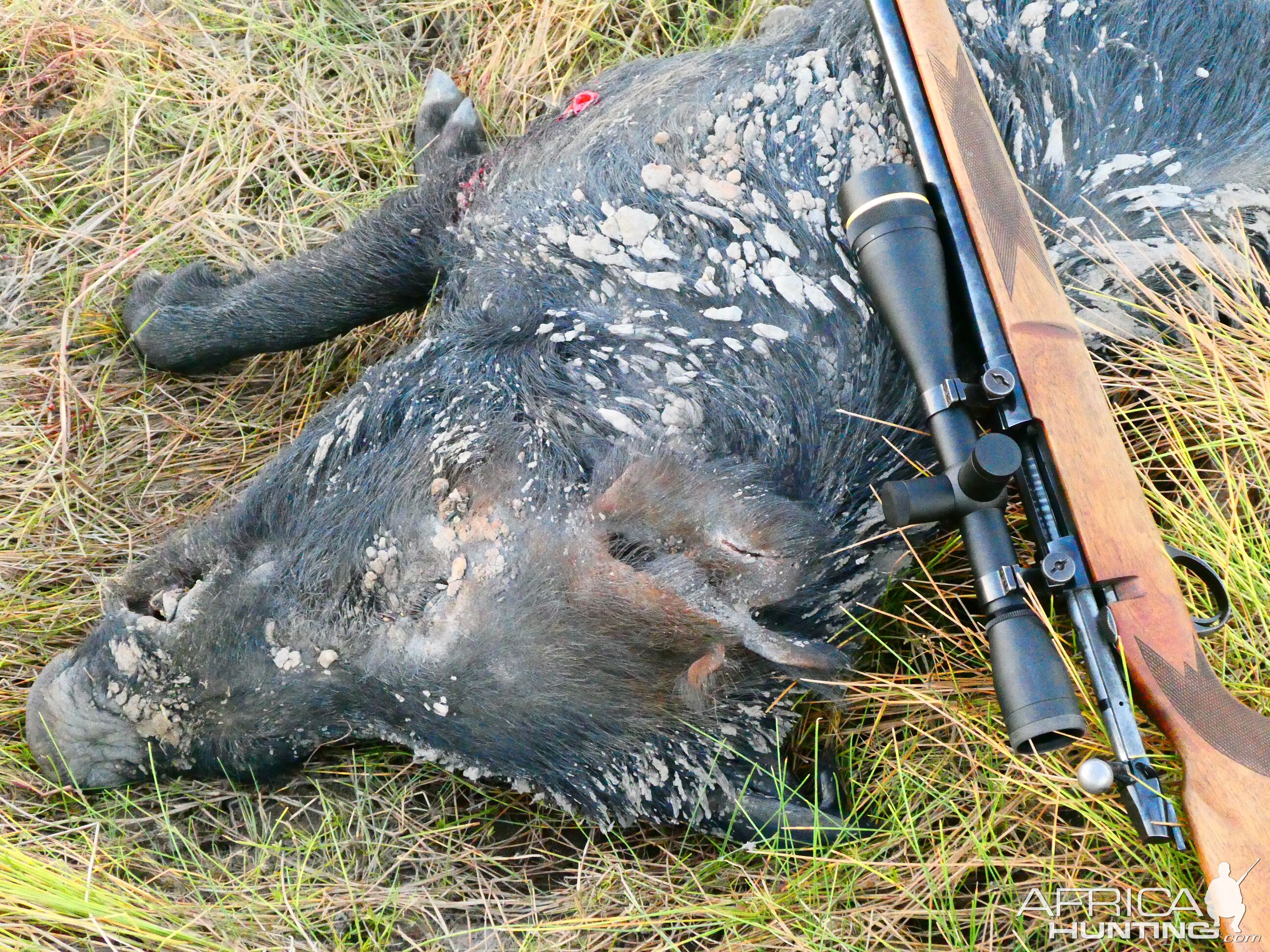 Australia Hunting Boar